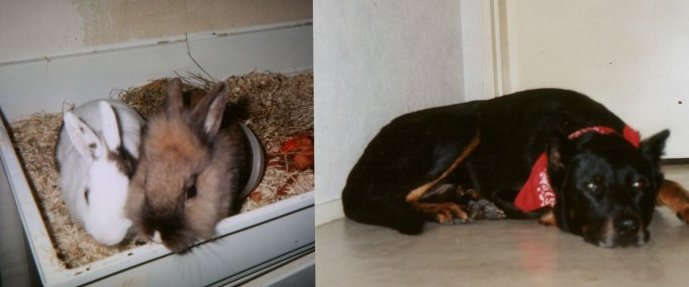floryse_animaux