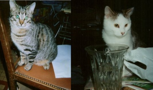 floryse_chats