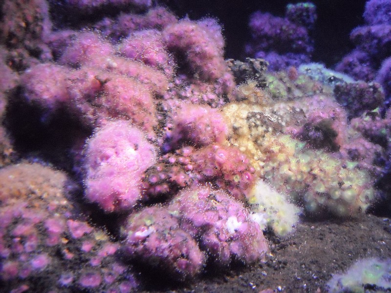 aquarium_rose