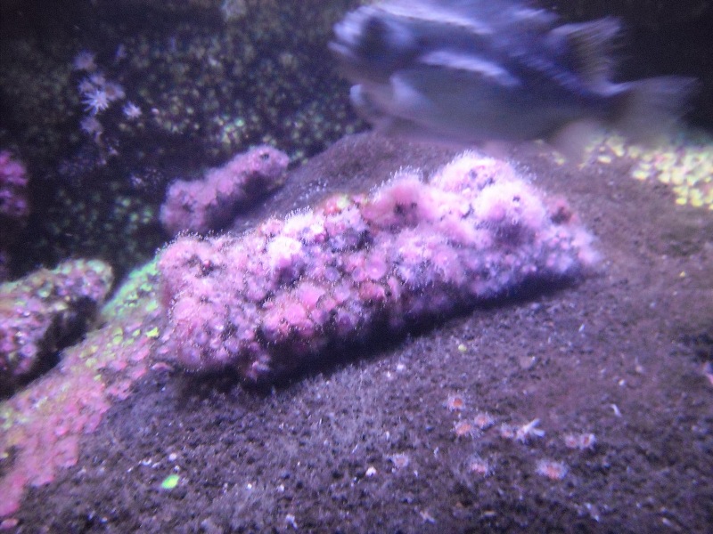 aquarium_violet