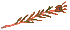 icone_cascais_plume_de_paon