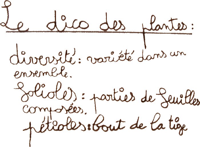 jardin_dico_plantes