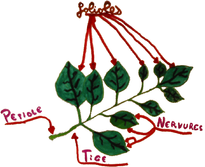 jardin_feuille_composee