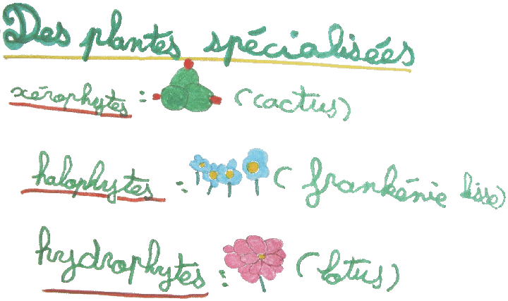 jardin_plantes_specialisees