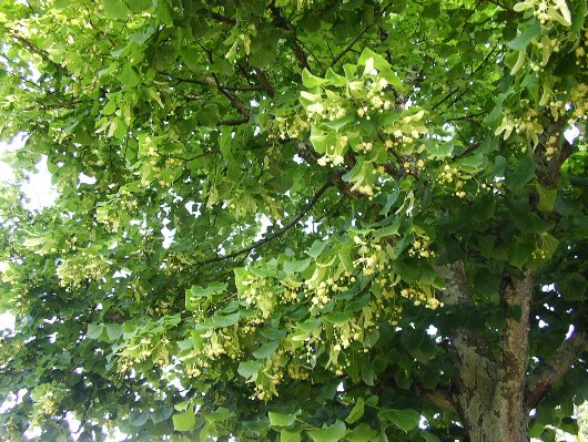 jardin_tilleul