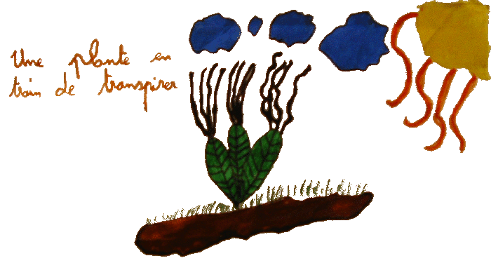 jardin_transpiration_plante